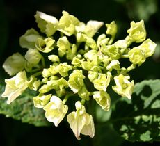 Hortensie-Knospen.JPG